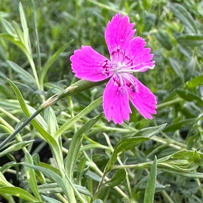 Hovedbilde Nellik, Eng-  'Roseus'