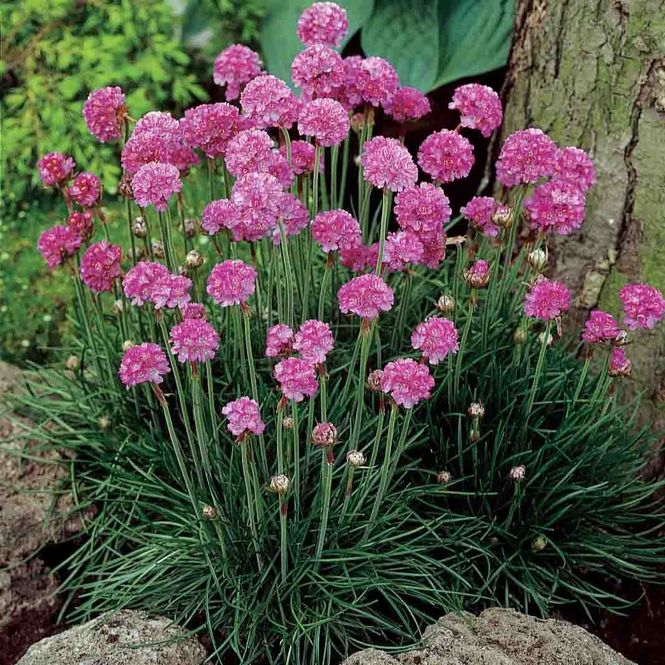 Hovedbilde Nellik, Strand- 'Select Rose'