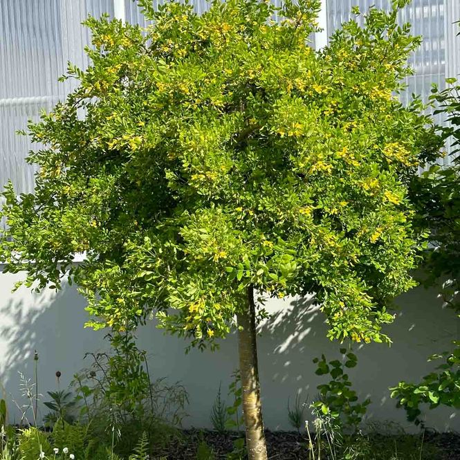 Hovedbilde Hengeertebusk 'Pendula' oppstammet