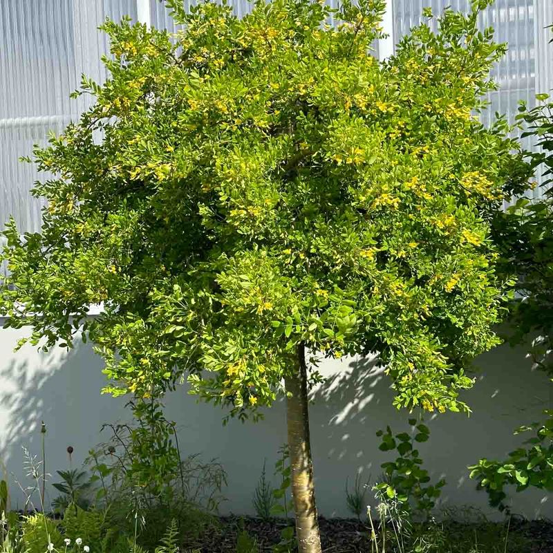 Hengeertebusk 'Pendula' oppstammet