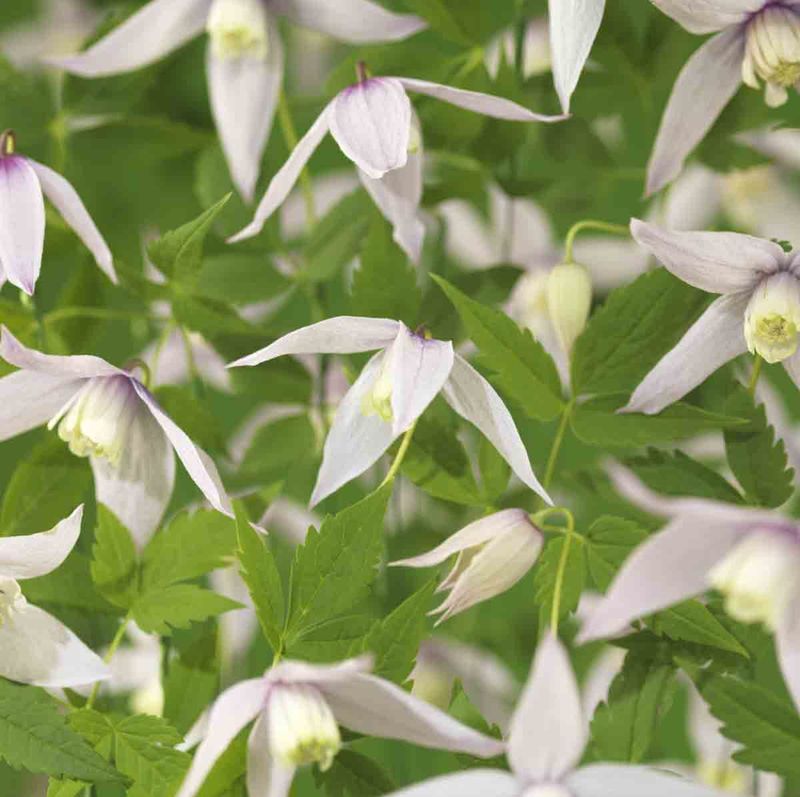 Alpeklematis 'Willy'