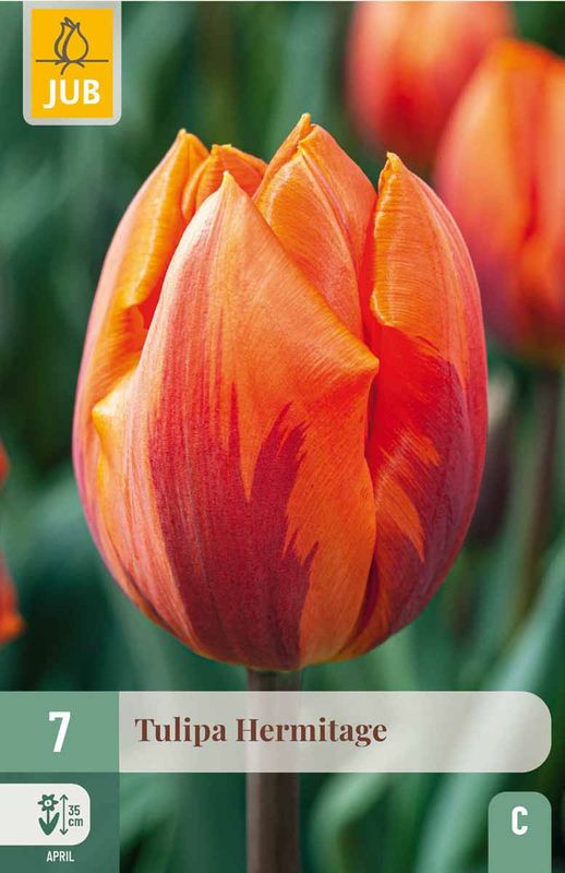 Tulipanløk, Triumph- 'Hermitage' 7pk