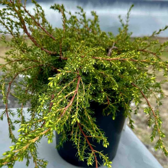 Hovedbilde Norsk einer NONA® 'Storhedder'