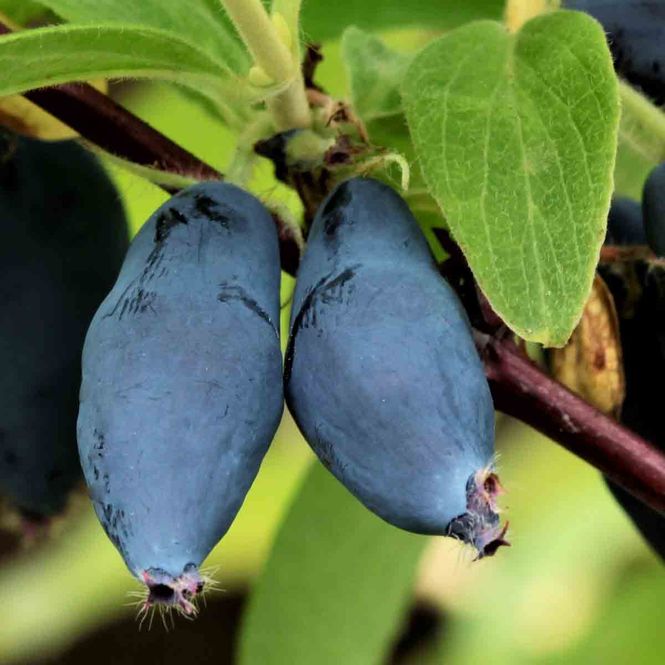 Hovedbilde Honningbær 'Jugana'