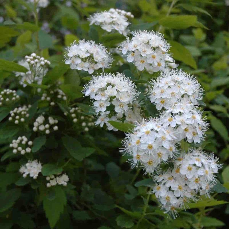 Bjarkøyspirea