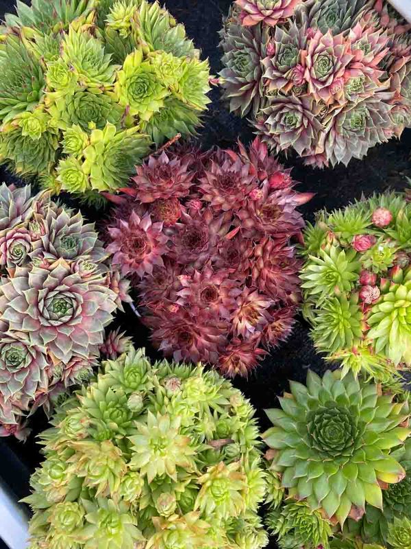 Takløk 'Hippie Chicks'