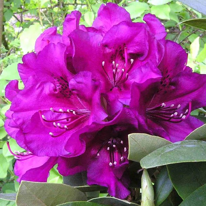 Hovedbilde Rhododendron 'Polarnacht'