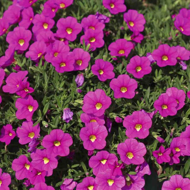 Hovedbilde Minipetunia / Million bells