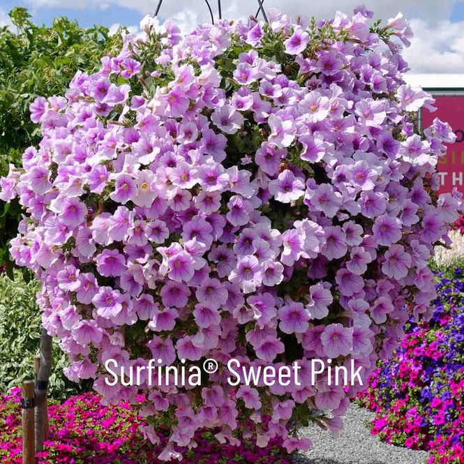 Hovedbilde Superpetunia 