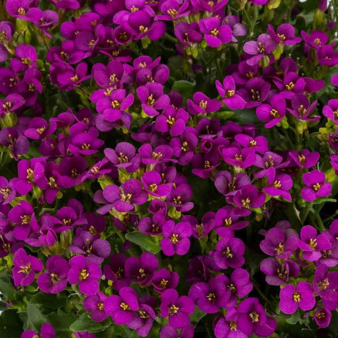 Hovedbilde Hageskrinneblom, 'Little trasure deep rose'