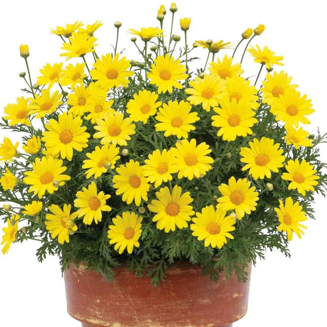 Hovedbilde Margeritt