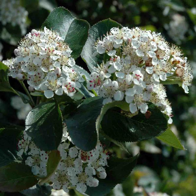 Hovedbilde Svartsurbær 'Moskva'  oppstammet