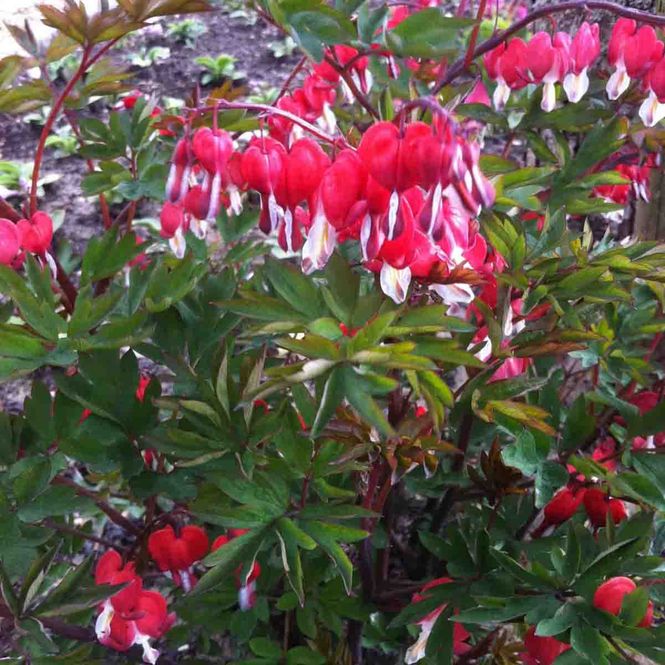 Hovedbilde Løytnantshjerte 'Valentine'