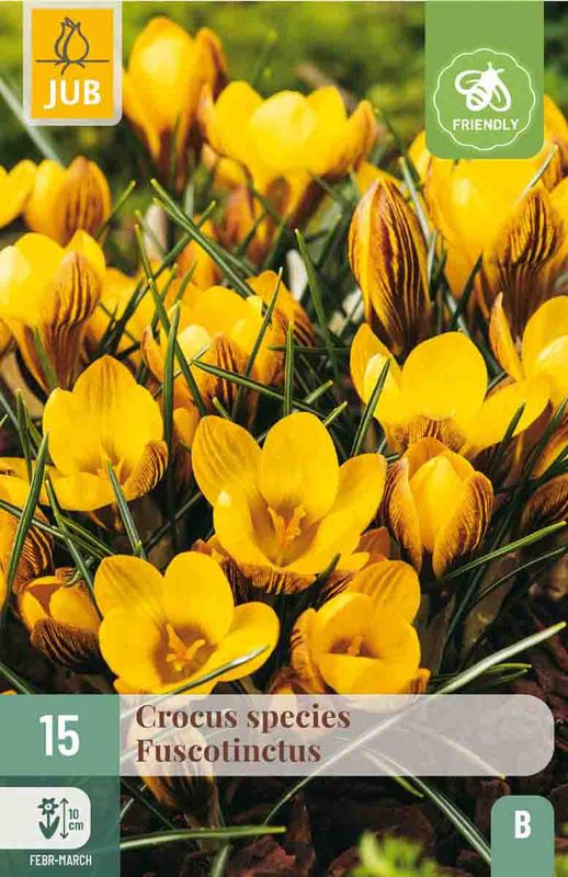 Krokus, Botanisk- 'Fuscotinctus' 15pk