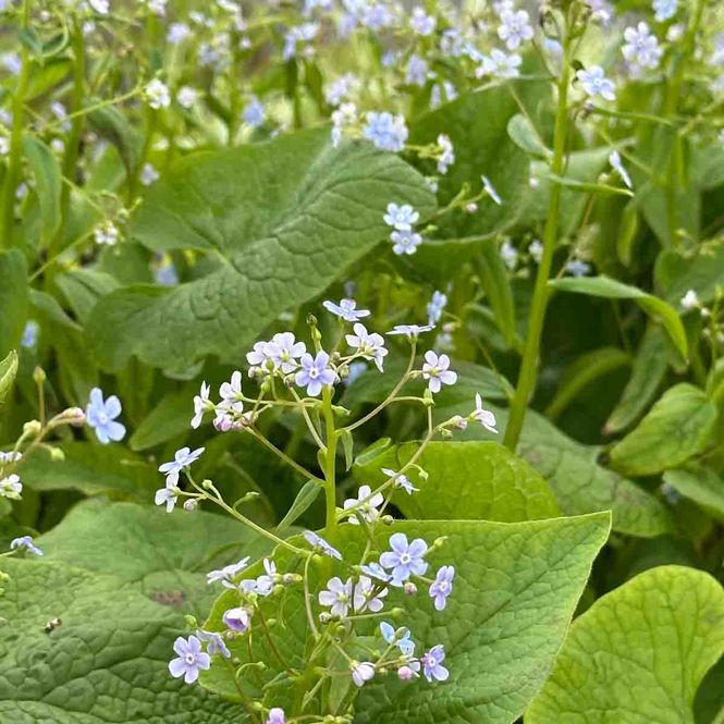 Hovedbilde Forglemmegeisøster, Sibir- 