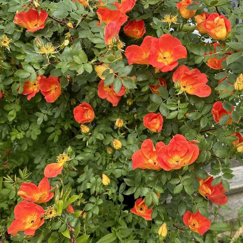 Historisk rose 'Bicolor' Busk-
