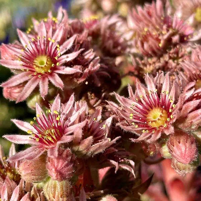 Hovedbilde Takløk 'Hippie Chicks'