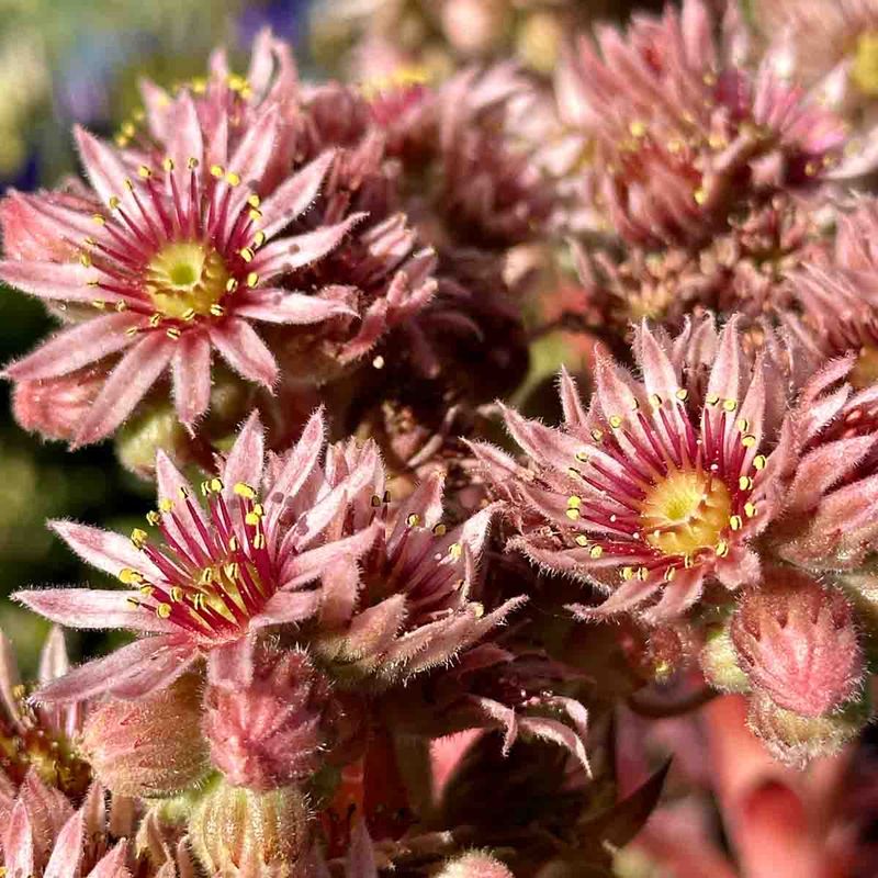 Takløk 'Hippie Chicks'