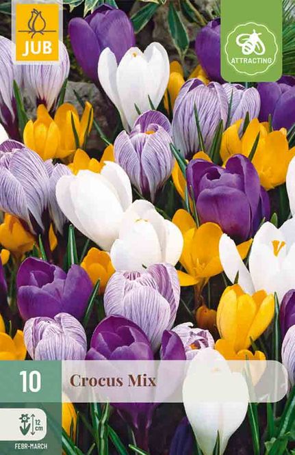 Hovedbilde Krokus, mix storblomstrede 10pk