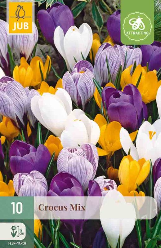 Krokus, mix storblomstrede 10pk