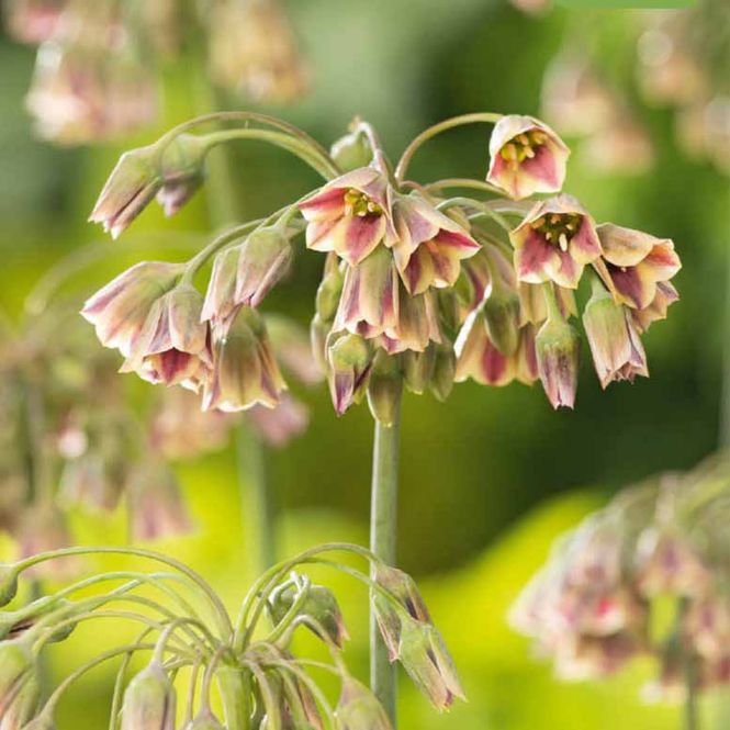 Hovedbilde Honningløk, Allium