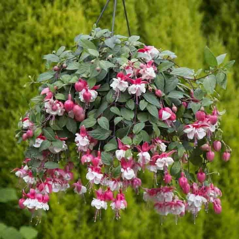 Fuchsia, Henge-