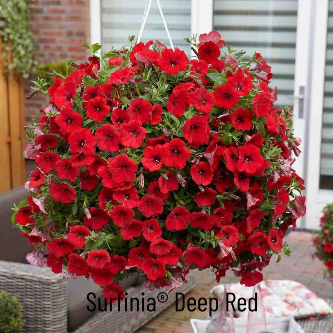 Hovedbilde Superpetunia 