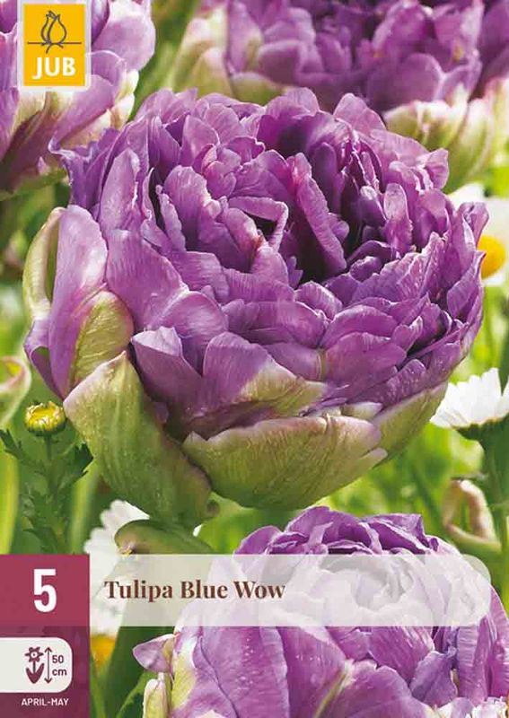 Tulipanløk, exclusive 'Blue wow' 5pk