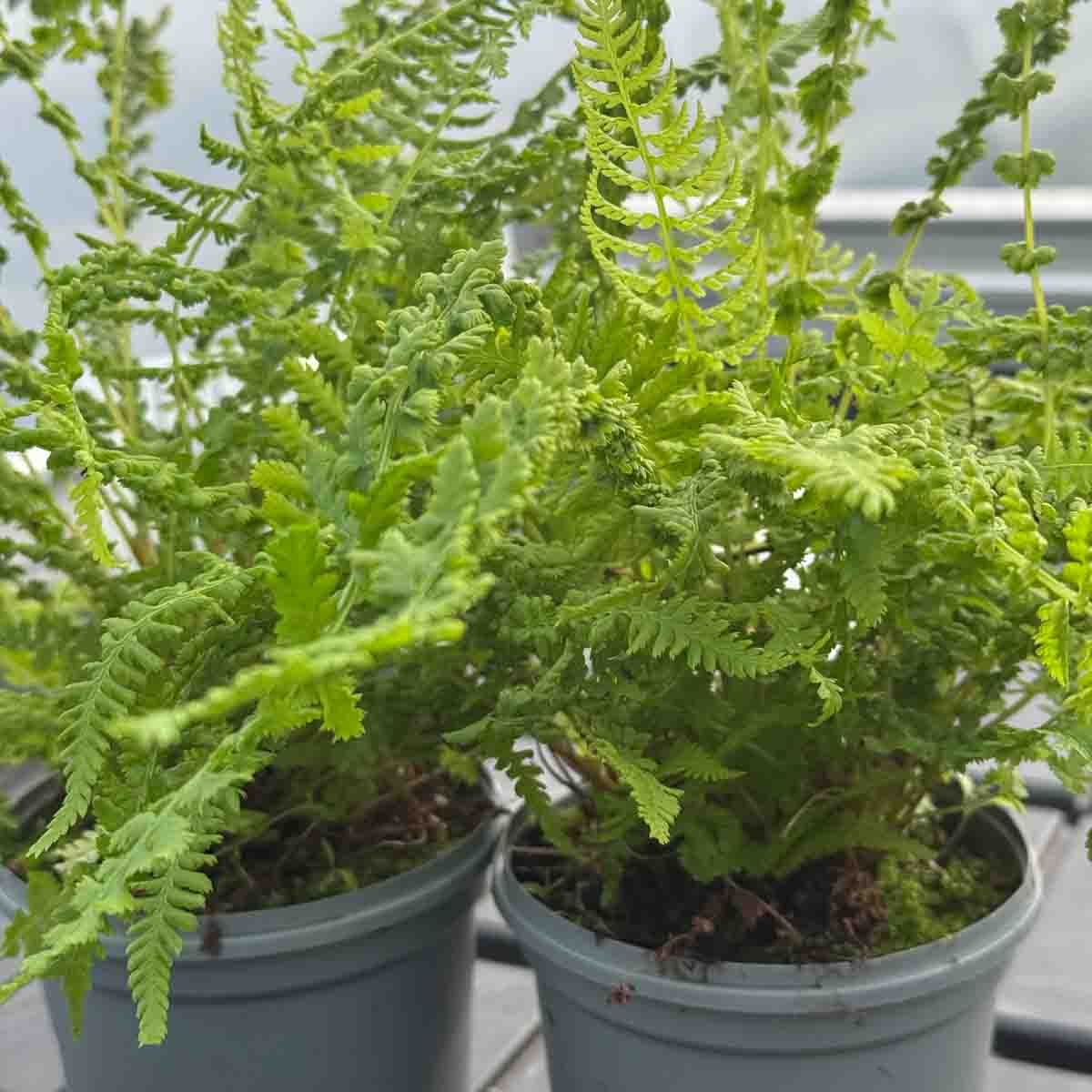 Skogburkne 'Frizelliae'