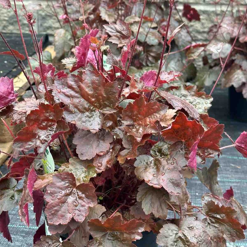Alunrot, Hage-  'Palace Purple'