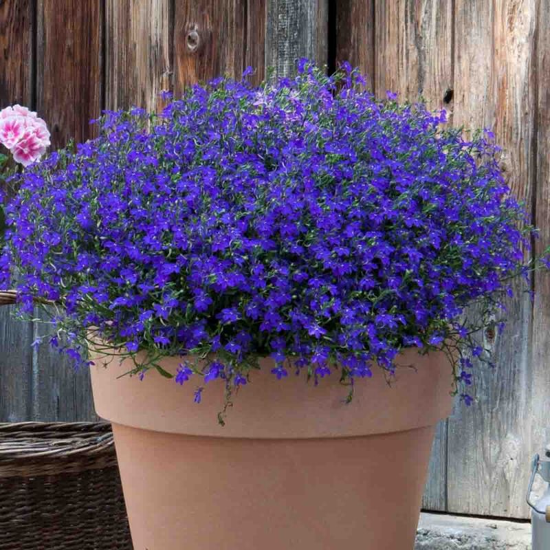 Lobelia, henge-