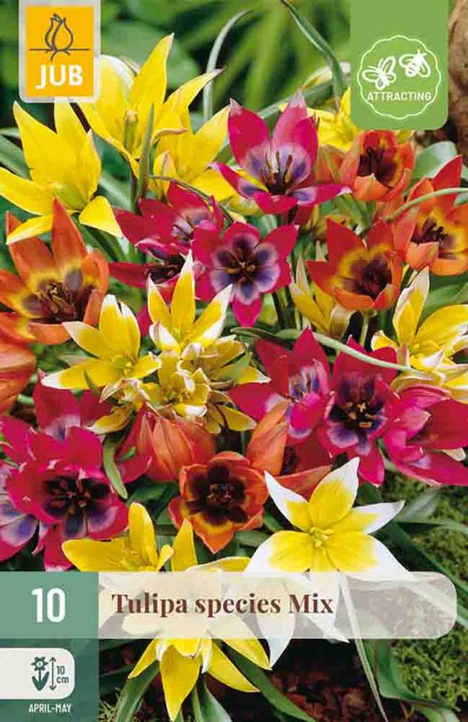 Tulipanløk, Botanisk- miks 10pk