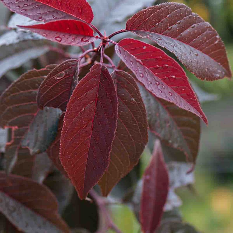 Hegg, Virginia-  'Canada red'