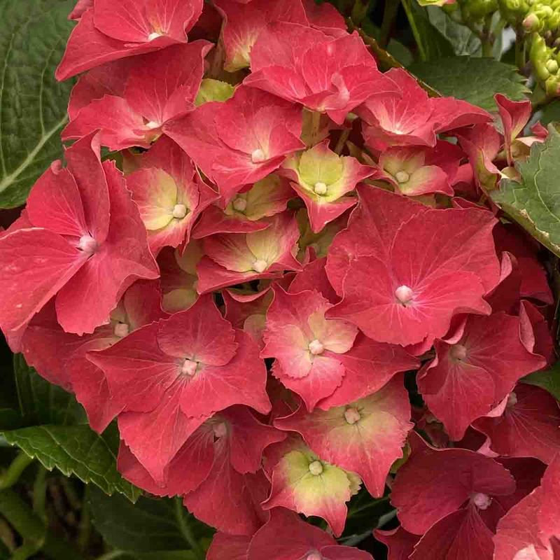Hortensia