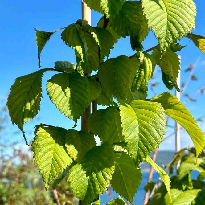 Hovedbilde Alm fk. Nes