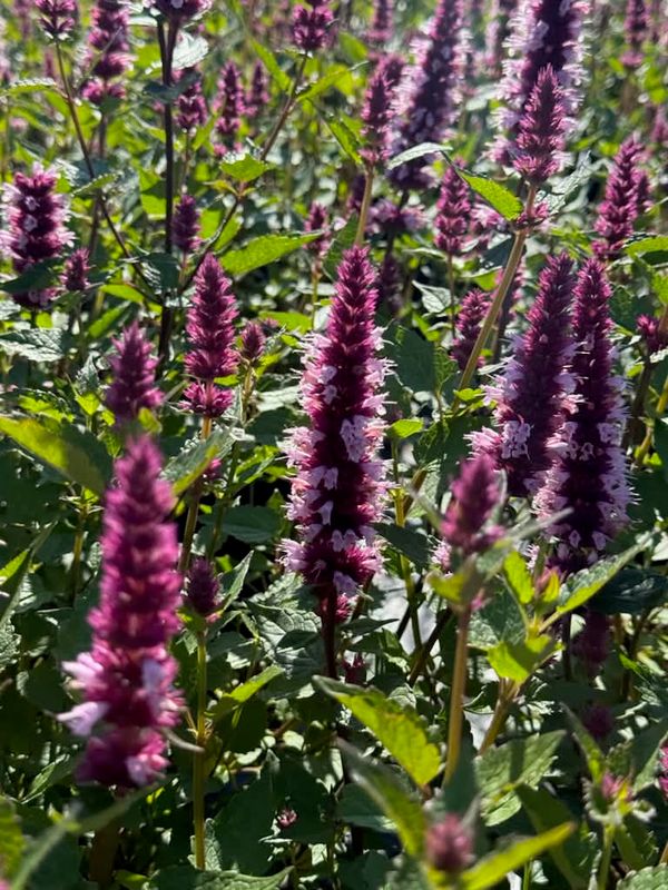 Koreamynte 'Beelicours Pink'