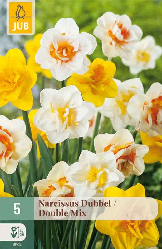 Påskeliljer, mix doble 5pk