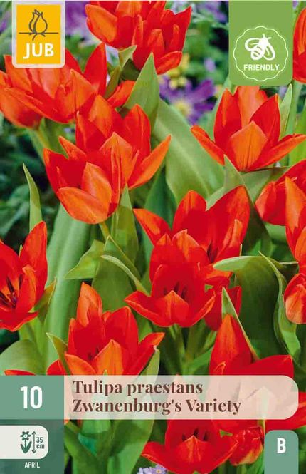 Hovedbilde Tulipanløk, Botanisk- 'Praestans Zwanenburg ...