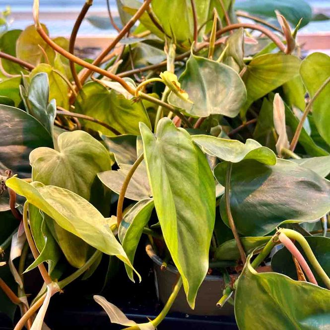 Hovedbilde Philodendron scandes