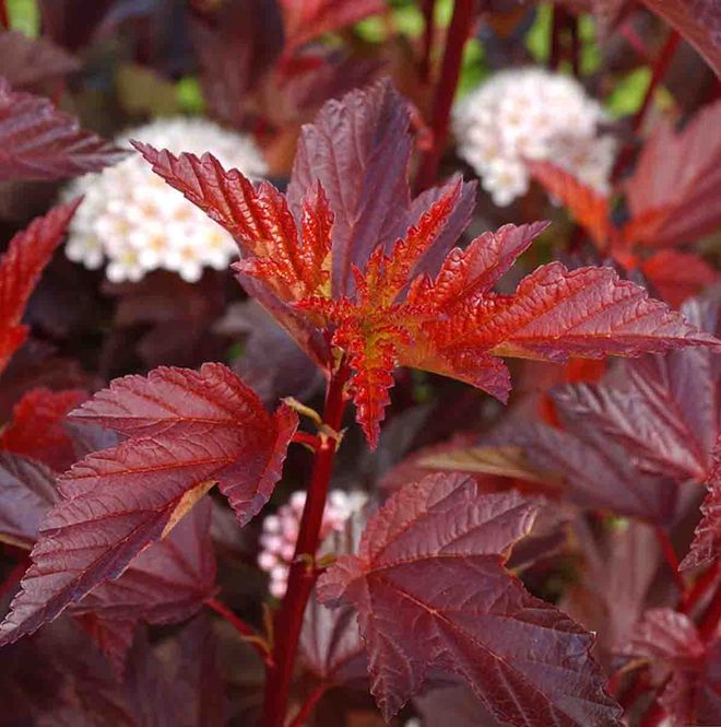 Hovedbilde Solblærespirea  'Diable d'Or'