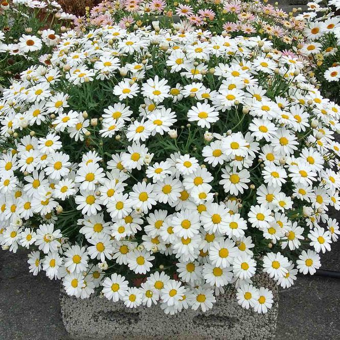 Hovedbilde Margeritt