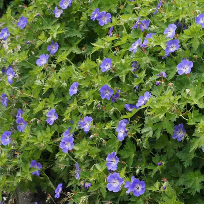 Hovedbilde Storkenebb  'Rozanne'