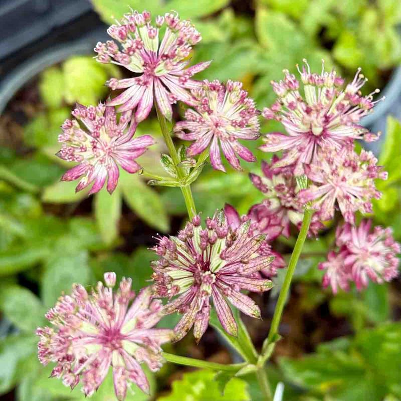 Stjerneskjerm, stor- 'Primadonna'