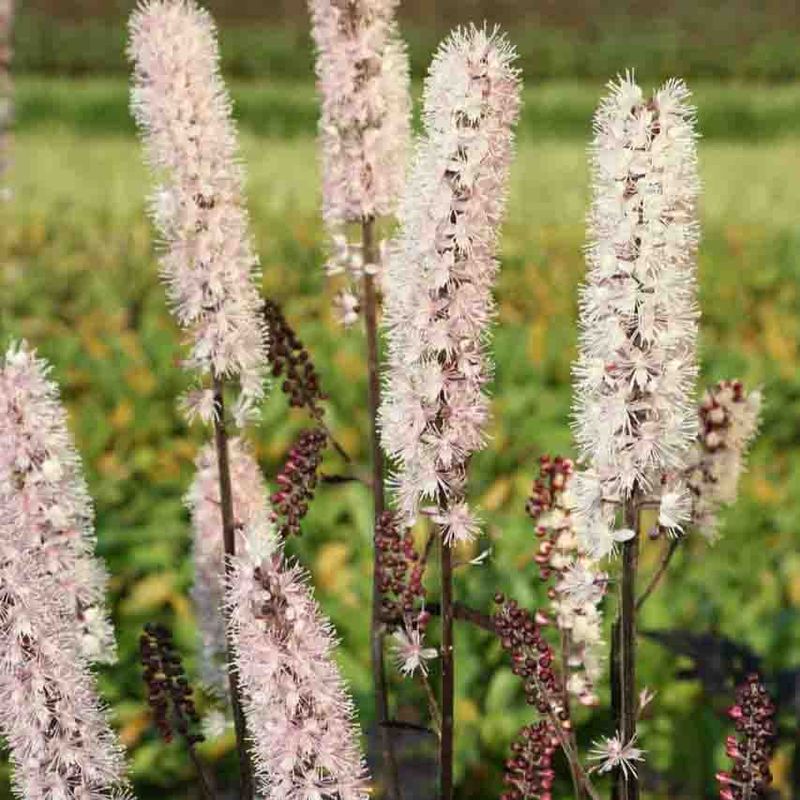 Ormedrue, Klase- 'Chocoholic'