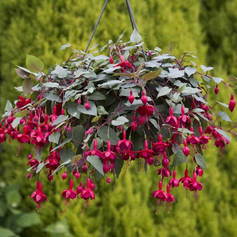 Fuchsia, Henge-