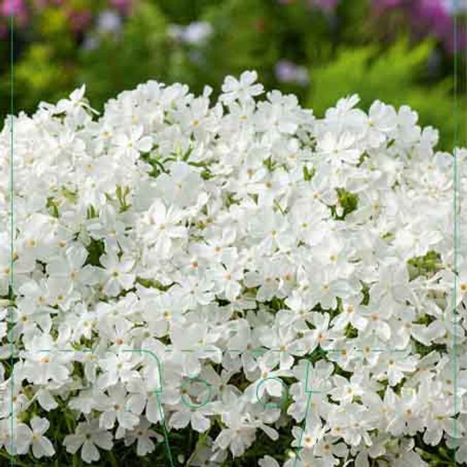 Hovedbilde Floks, Vår- 'White Delight'