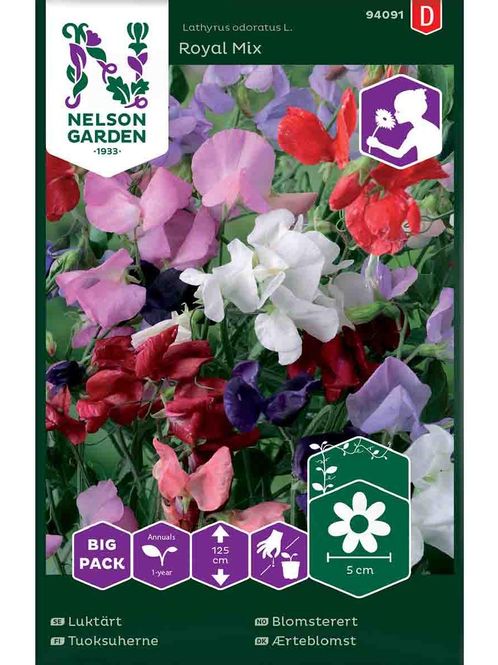 Hovedbilde Blomsterert 'Royal' blandede farger, stor pakke