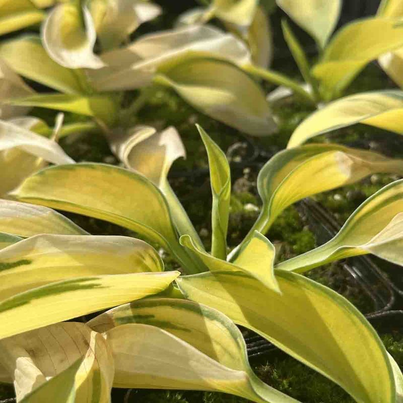 Hosta 'June'