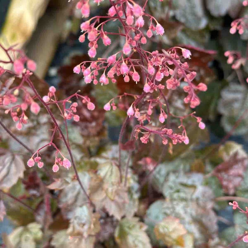 Alunrot, Hage-  'Palace Purple'