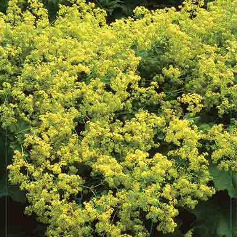 Marikåpe, stor-  'Thriller'